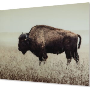 Brutus - Wall Art - Sepia